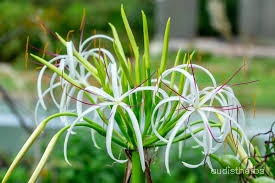 Crinum asiaticum flower5.jpg